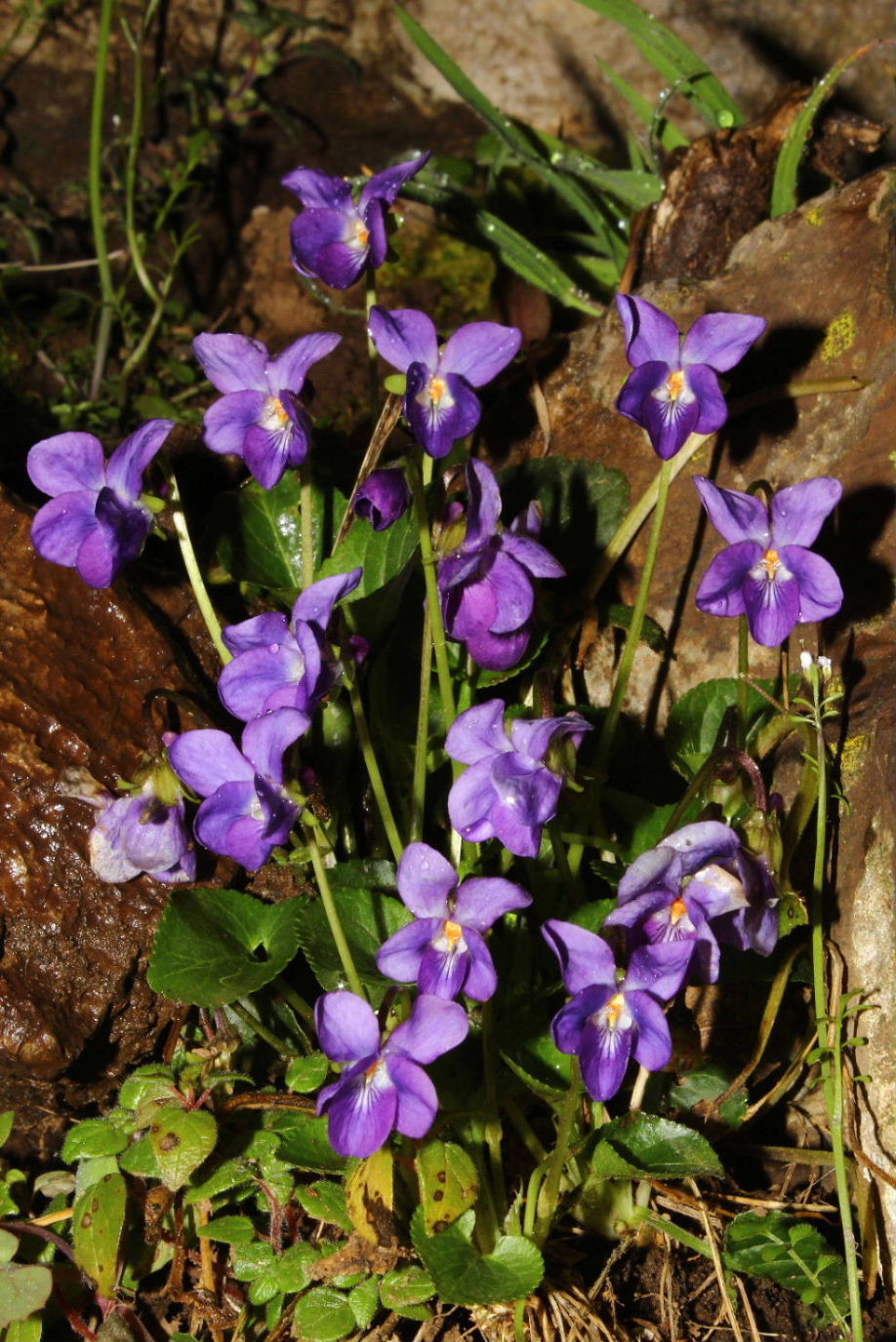 Le ultime arrivate tra le piante gi fiorite